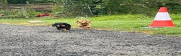 Cocker Spaniel dogs for sale: Stunning Cocker Spaniel Puppies  - Advert 10