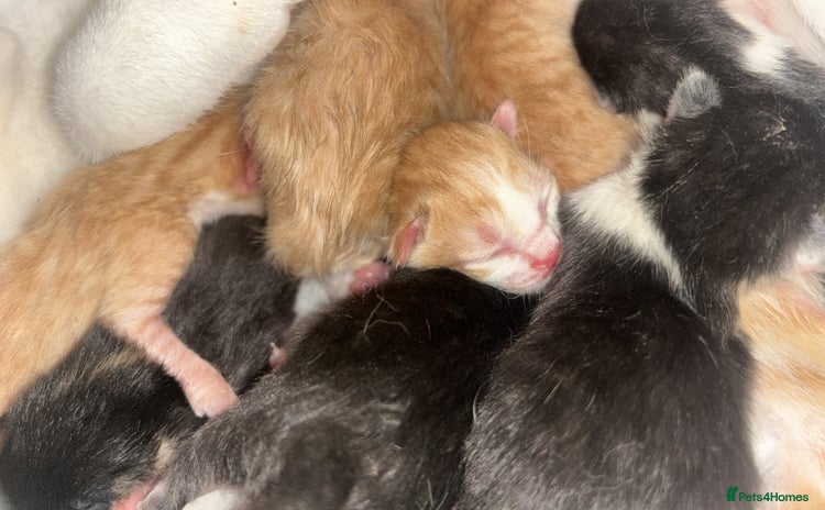 Mixed Breed cats - Advert 11