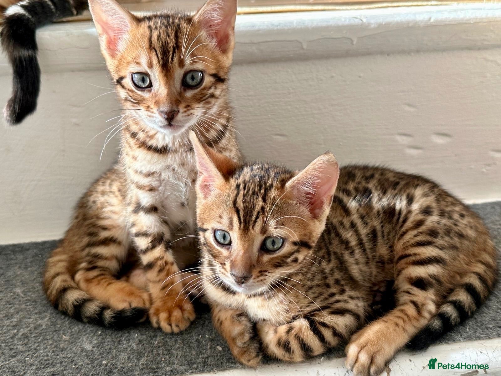 Bengal cats 3 pure bengals boys available  - Advert 4
