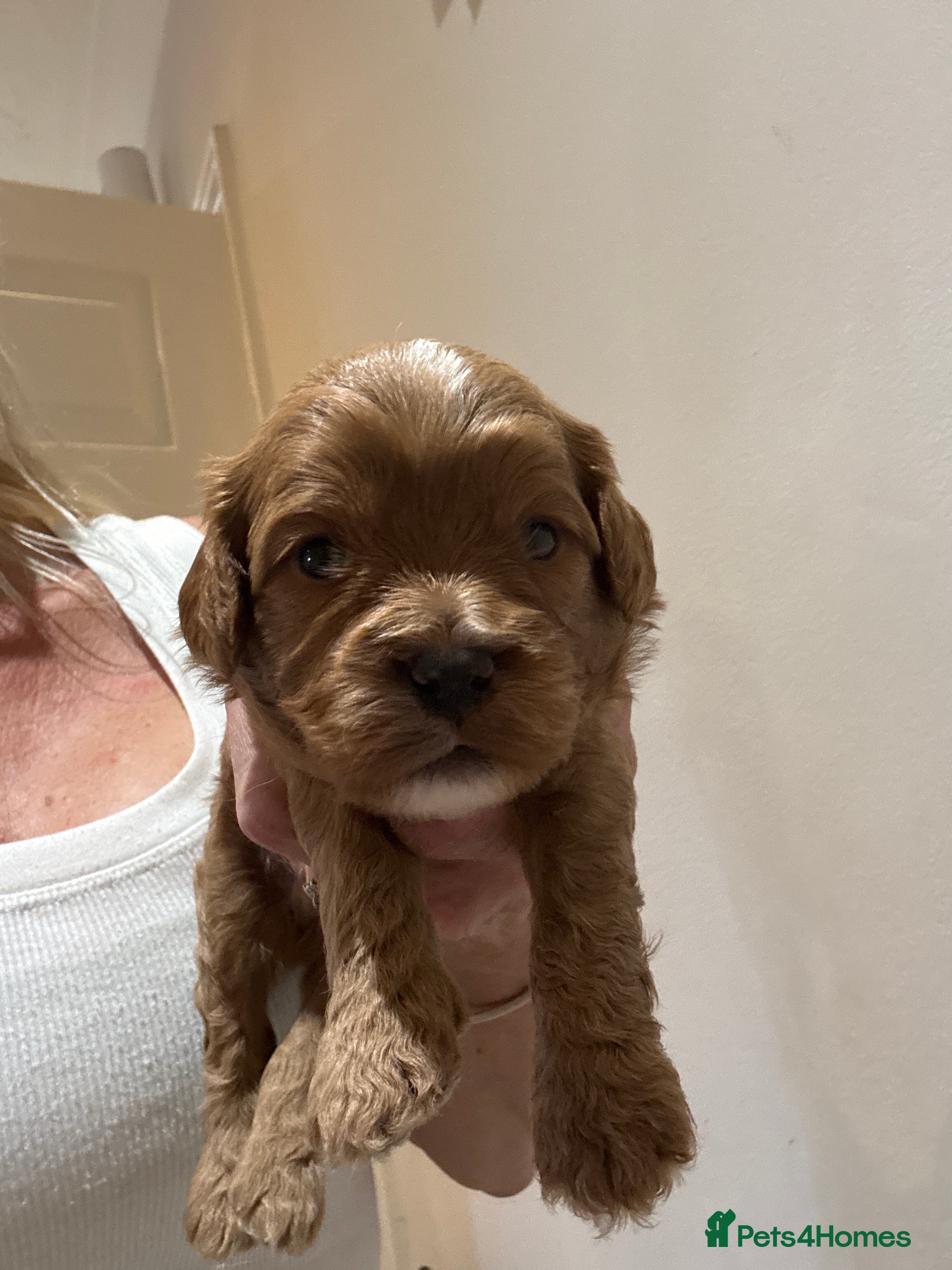 Cavapoo dogs Cavapoo Pups  - Advert 1