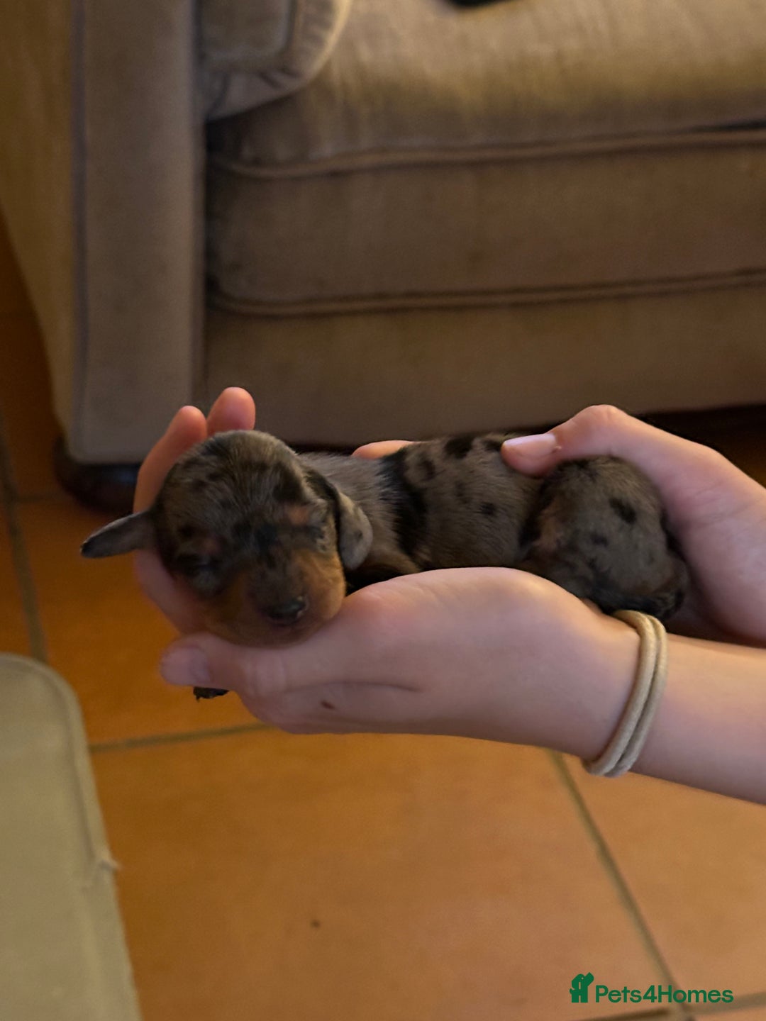 Miniature Dachshund dogs for sale: Ready Soon - Gorgeous KC Reg. Miniature Dachshund - Advert 25