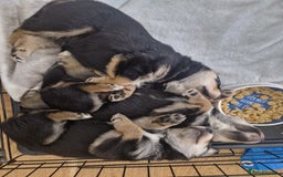 Mixed Breed dogs for sale: Adorable Rottsky Pups - Image 14