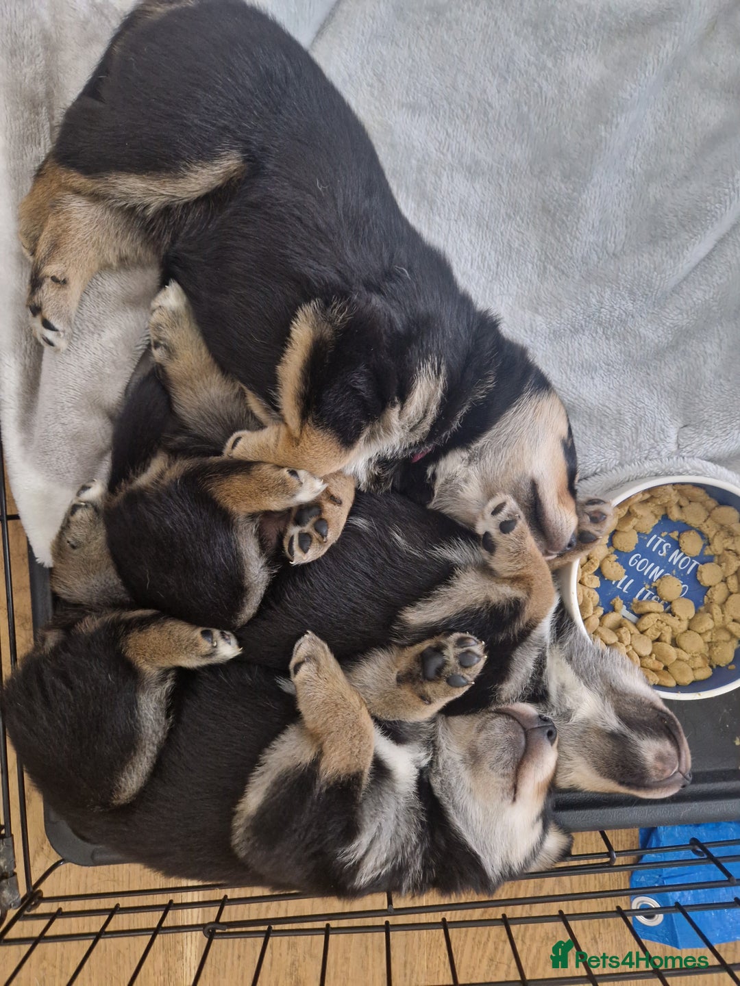 Mixed Breed dogs for sale: Adorable Rottsky Pups - Image 14