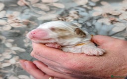 Cavapoo dogs for sale: ❤️F1 CAVAPOO BABIES❤️ HEALTH TESTED PARENTS!🐩 - Advert 11