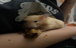 Hamster rodents for sale: Gorgeous male Syrian hamster  - Image 10