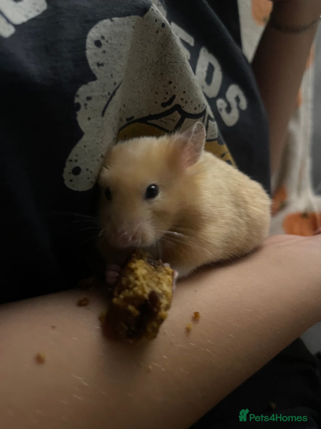 Hamster rodents for sale: Gorgeous male Syrian hamster  - Image 10