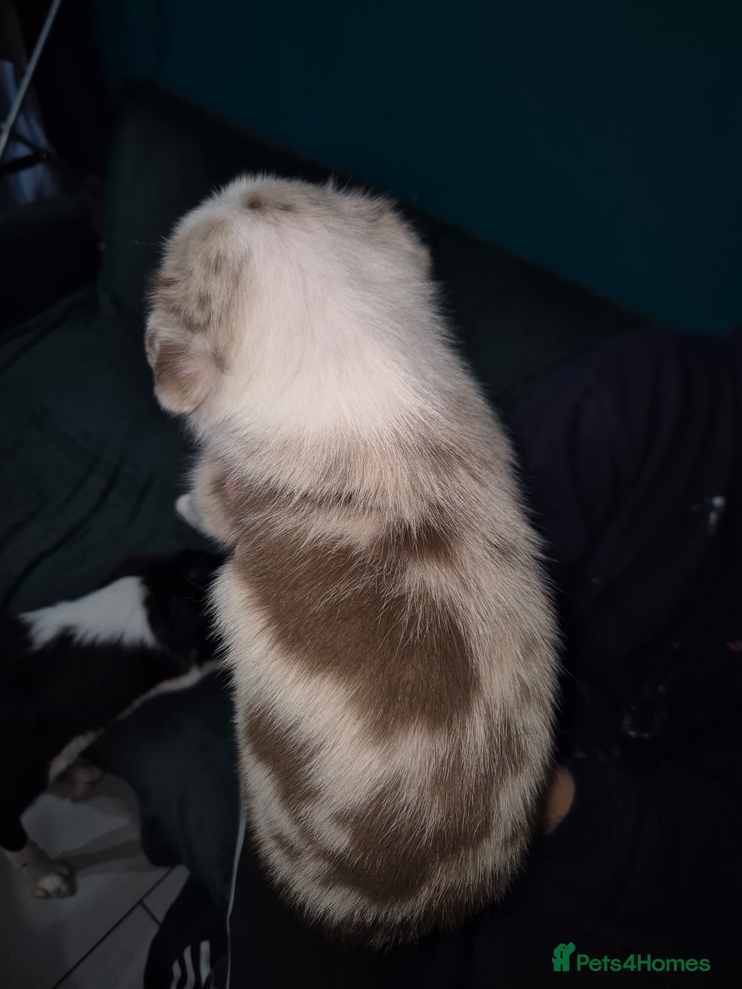 Border Collie dogs for sale: Border collie blue merle puppies  - Advert 7