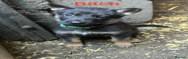 German Shepherd 7