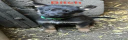 German Shepherd dogs for sale: German Shepherd Pups  - Advert 12