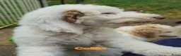 Labradoodle dogs for sale: NOW £1000!! standard multi-gen labradoodles  - Advert 7