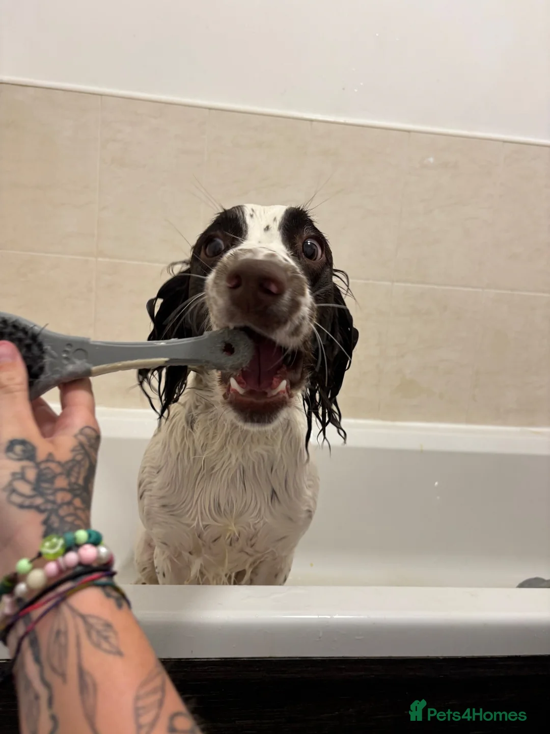 English Springer Spaniel dogs for sale: English springer spaniel in Leeds - Advert 2