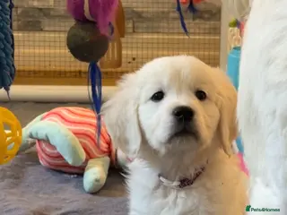 Golden Retriever dogs for sale: Last Beautiful Cream Boy From Health Tested Parent - Advert 1