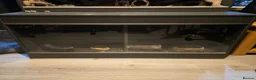 Skink reptiles for sale: Blue Tongued Skink (Meruake) in Coalville - Advert 6