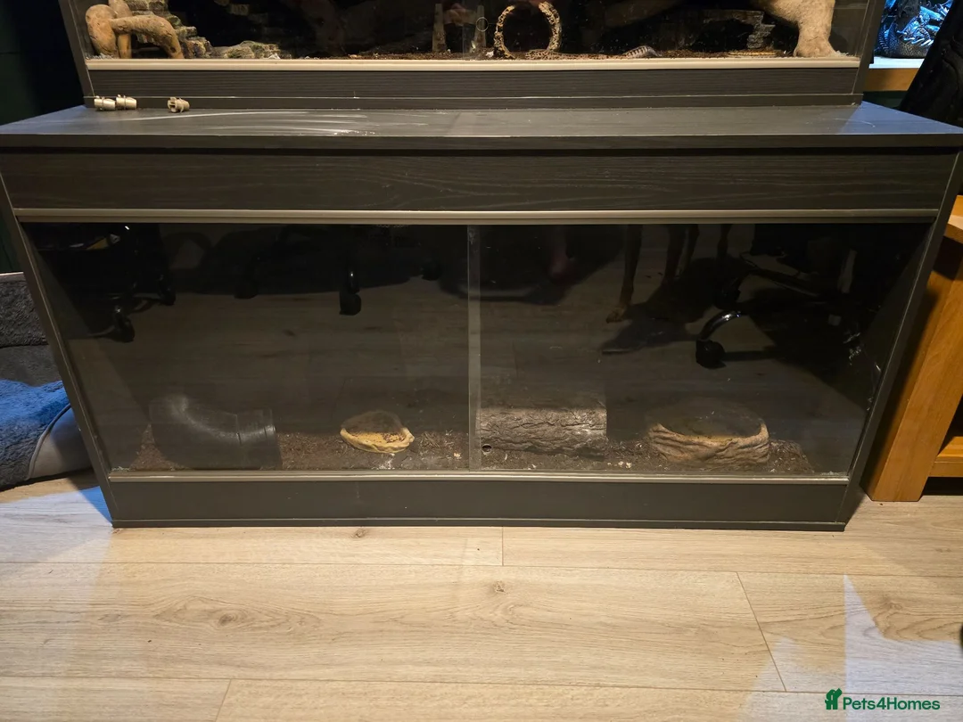 Skink reptiles for sale: Blue Tongued Skink (Meruake) in Coalville - Advert 6