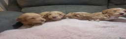 Cockapoo dogs for sale: Beautiful cockerpoo pups in Dorchester - Advert 15