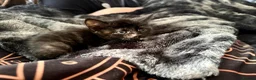 Mixed Breed cats for sale: Khao manee cross in Woodbridge - Advert 3