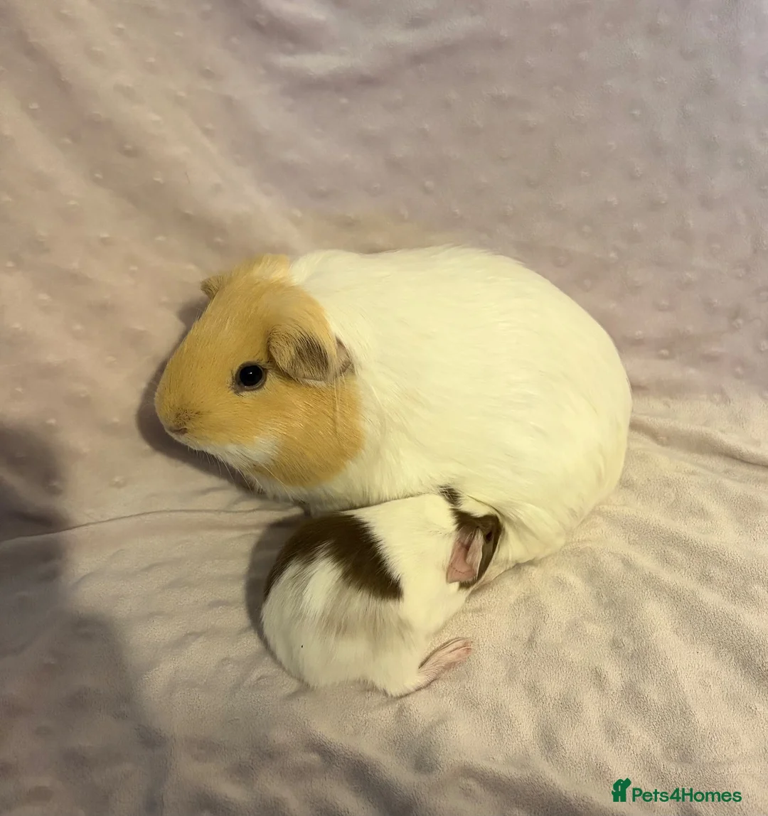Guinea Pig rodents for sale: 🐹💕 TWO ADORABLE BONDED BABY BOYS 💕🐹 in Bristol - Advert 11