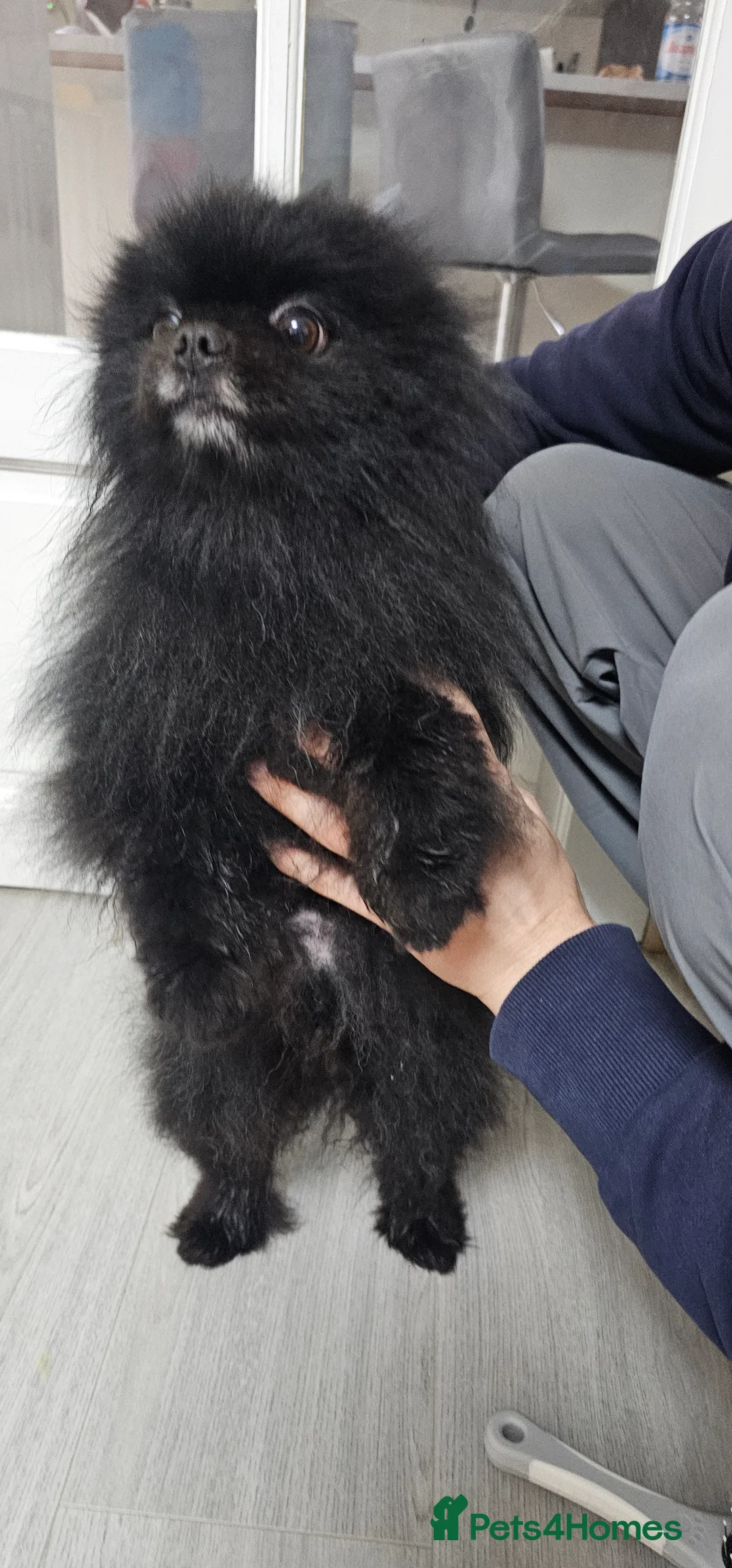 Pomeranian dogs for sale: Male Pedigree Pomeranian Dog - Advert 3