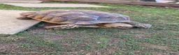 Tortoise reptiles for sale: 5yr old male sulcata tortoise  - Advert 4