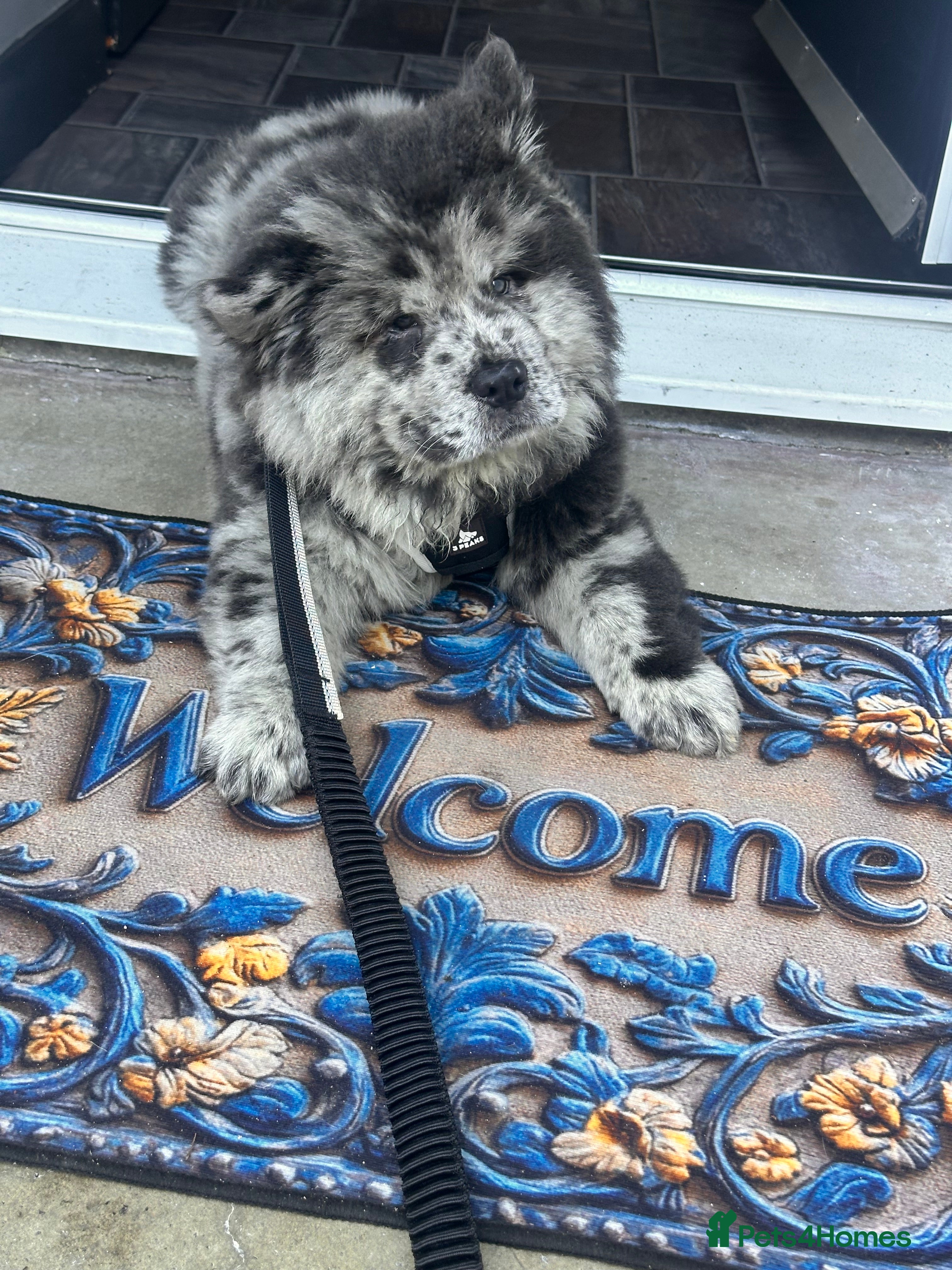 Chow Chow dogs Cheapest chow chow in London  - Advert 1