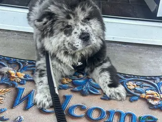 Chow Chow dogs Cheapest chow chow in London - Advert 1