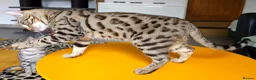 Bengal cats for sale: Gorgeous Brown Rosetted Boy  - Advert 6