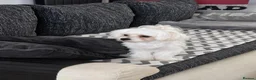 Maltese dogs for sale: Max & Mickey two beautiful Maltese puppies  - Advert 6