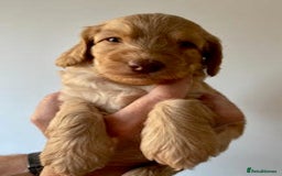 Labradoodle dogs for sale: Lily's Mini's - Multigen Mini Labradoodle Puppies - Image 13