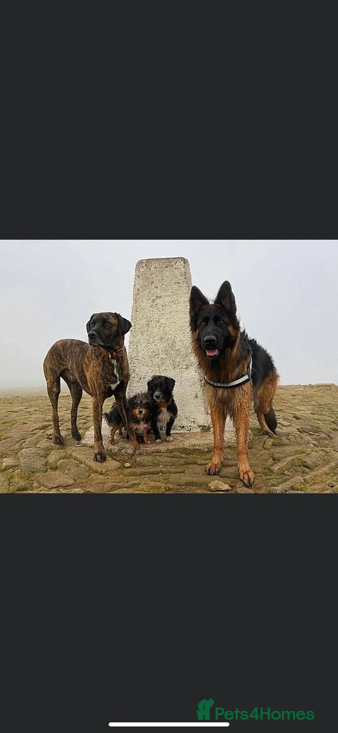 German Shepherd dogs for sale: 5 year old German shepherd, very friendly - Advert 5