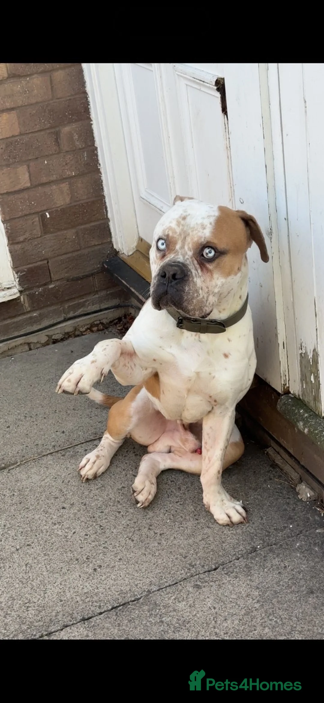 Mixed Breed dogs for sale: Pablo the American bulldog x pocket bully  - Advert 2