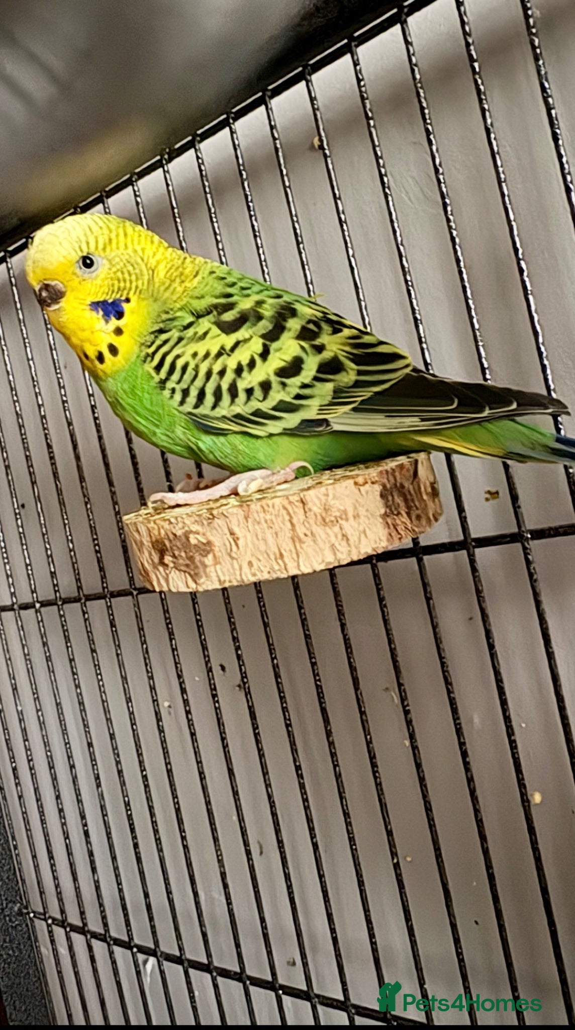 Budgerigars birds Two female budgies  - Advert 2