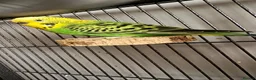 Budgerigars birds for sale: Two female budgies  in Colchester - Advert 1