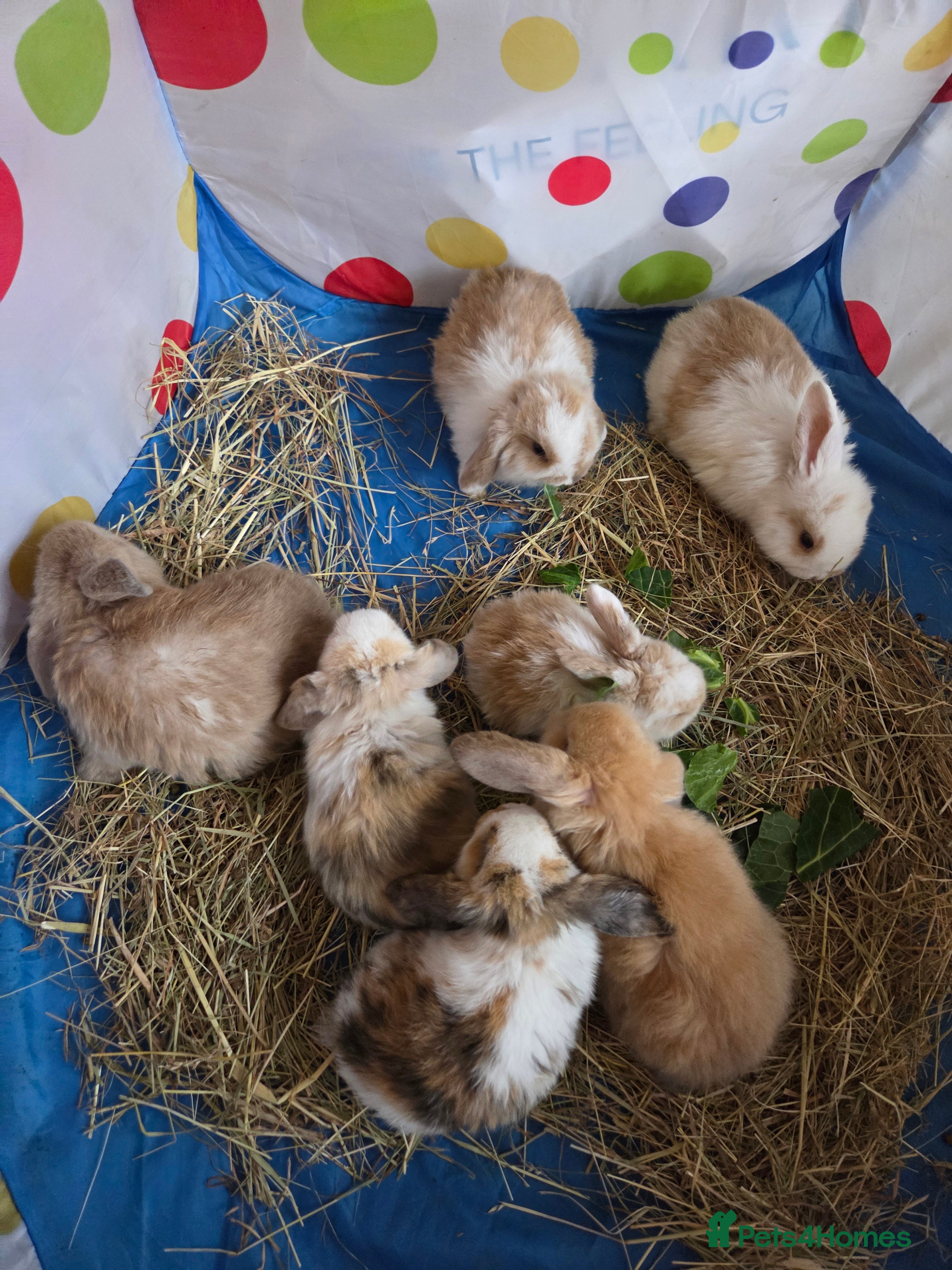 Mini Lop rabbits 🐰Beautiful baby mini lops 🐰 - Advert 1