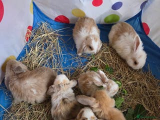 Mini Lop rabbits 🐰Beautiful baby mini lops 🐰 - Advert 1