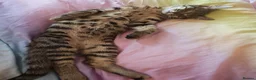Mixed Breed cats for sale: Beautiful tiger boy - Advert 1