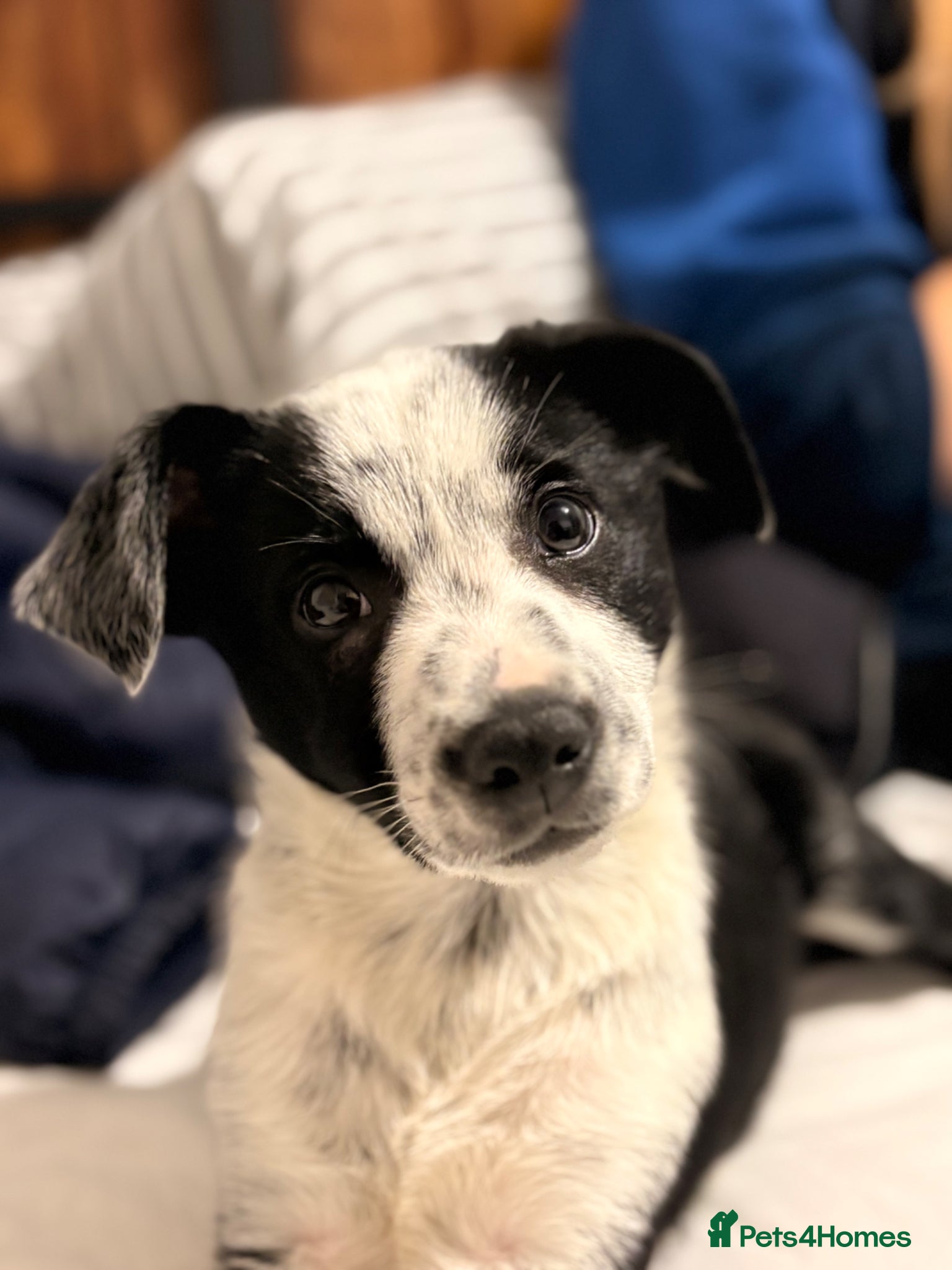 Border Collie dogs Shepard  - Advert 2