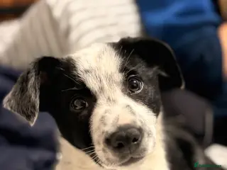 Border Collie dogs Shepard - Advert 2