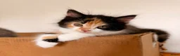 Persian cats for sale: Mix Persian Kittens Ready 2 Collect! - Advert 8
