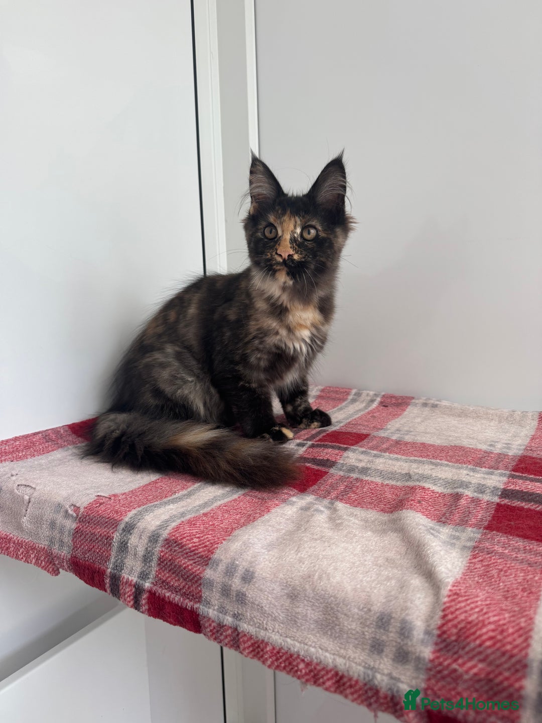 Maine Coon cats for sale: Beautiful Maine coon girl - Advert 4