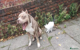 Mixed Breed dogs for sale: Caine corso/ American bully 10 weeks - Advert 31