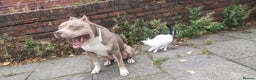 Mixed Breed dogs for sale: Caine corso/ American bully 10 weeks - Advert 31