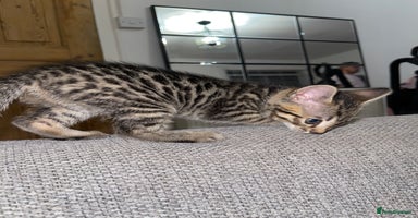 Bengal cats - Advert 4