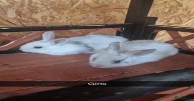 Lionhead rabbits - Advert 5