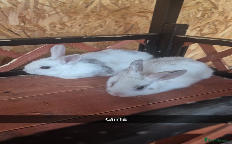 Lionhead rabbits - Advert 3