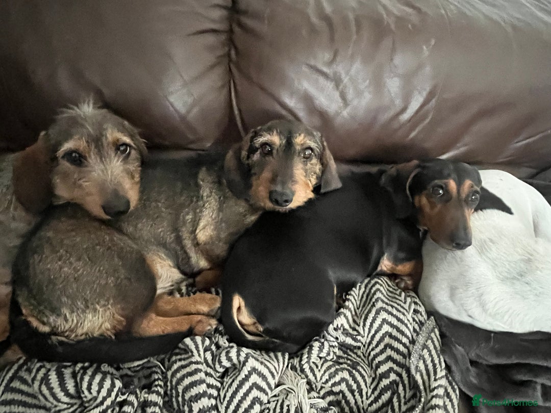 Miniature Dachshund dogs for sale: miniture dacshunds - Image 8