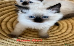 Ragdoll cats for sale: Quick sale - Image 13