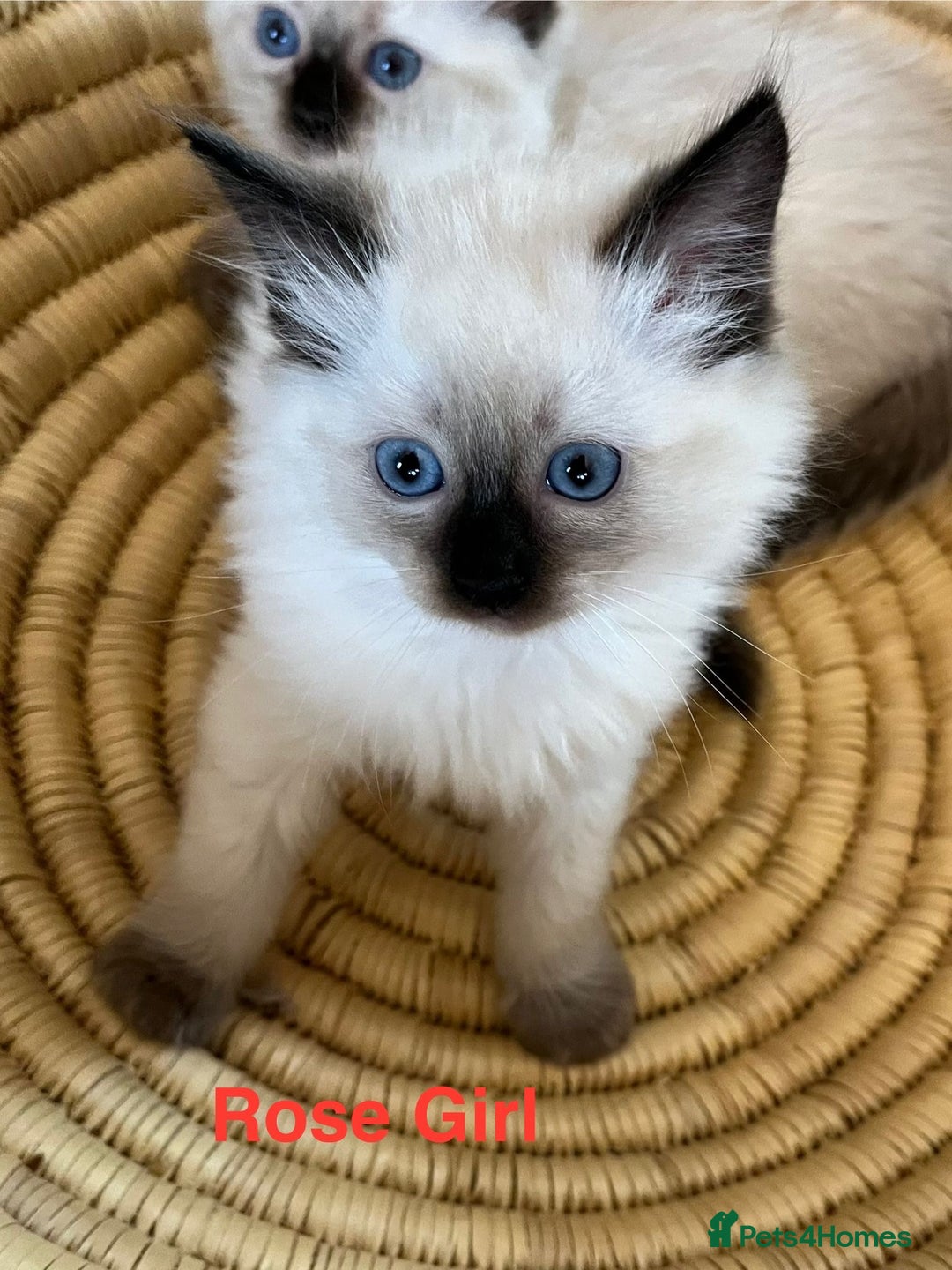 Ragdoll cats for sale: Quick sale - Image 13