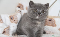 British Shorthair cats for sale: British Shorthairs. kittens - Image 10