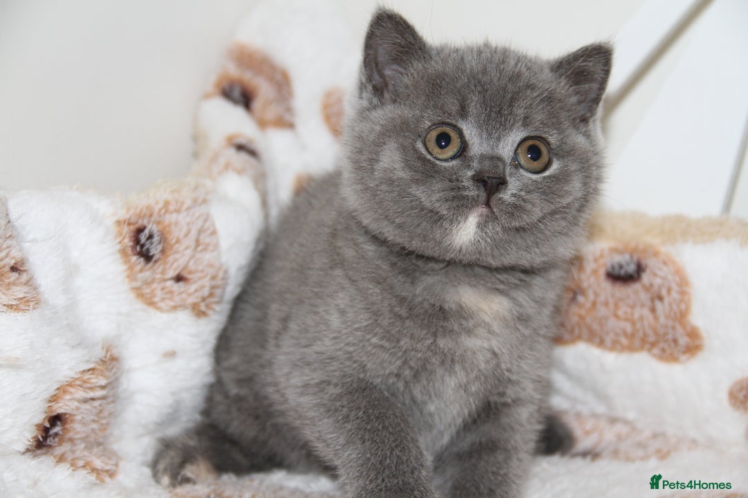 British Shorthair cats for sale: British Shorthairs. kittens - Image 10