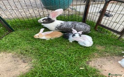 Continental Giant rabbits for sale: 6 weeks old Continental rabbits - Image 9